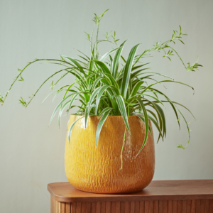 Ramada Bowl | Indoor Plant Pot
