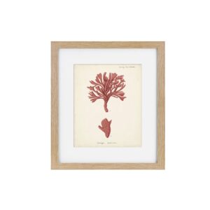 Antique Pink Coral Framed Art Print IV