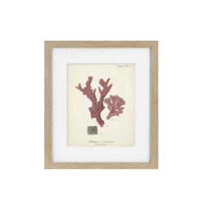 Antique Pink Coral Framed Art Print I