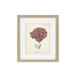 Antique Pink Coral Framed Art Print II