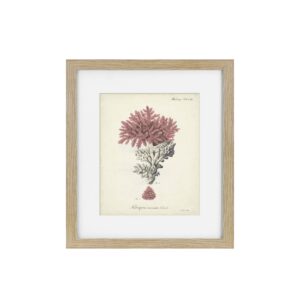 Antique Pink Coral Framed Art Print III
