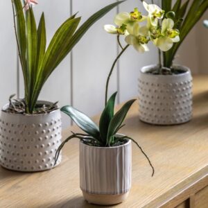 Cream Orchid in White Ceramic Pot - Small