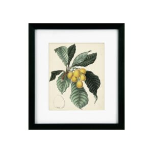 Antique Foliage & Fruit VI Framed Picture