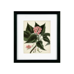 Antique Foliage & Fruit V Framed Picture