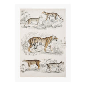 Journal of Natural History II